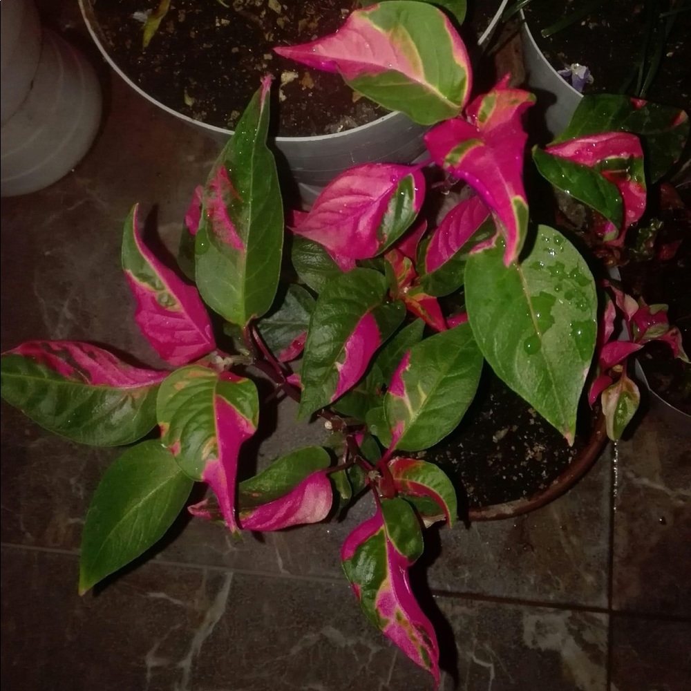 Meet your Posher, Karina